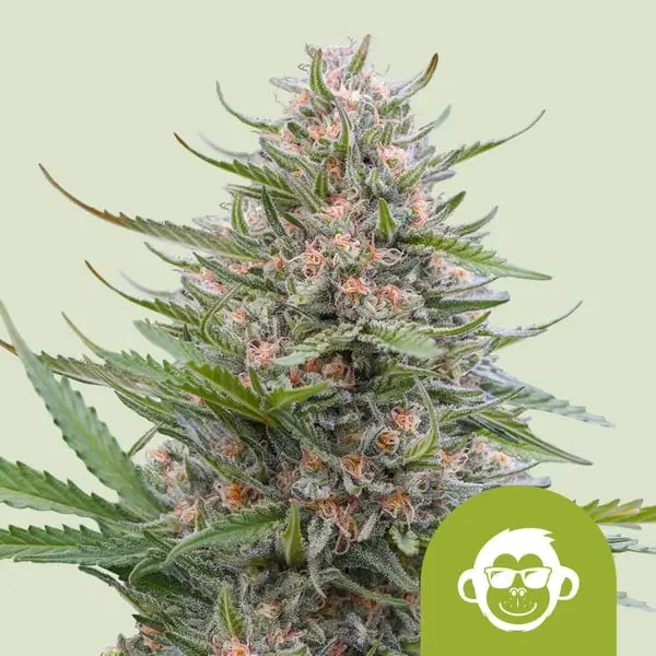Grape Ape Auto - Alchimia