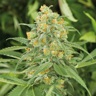 Green Crack 2.0 - Alchimia