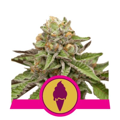 Green Gelato - Alchimia