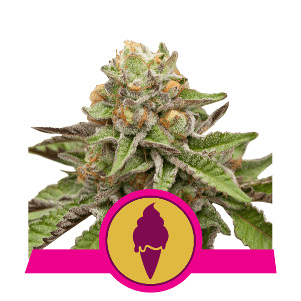 Green Gelato - Alchimia