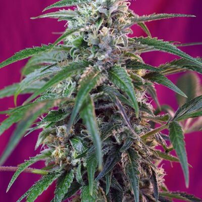 Green Poison Auto - Alchimia