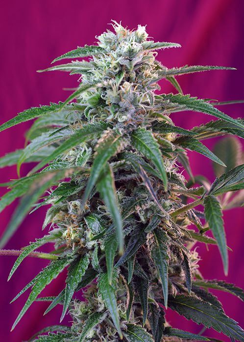 Green Poison Auto - Alchimia