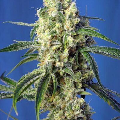 Green Poison CBD - Alchimia