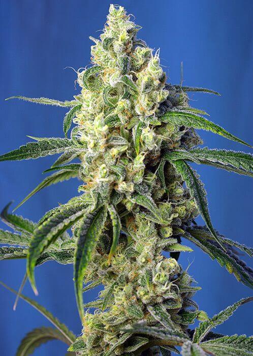 Green Poison CBD - Alchimia