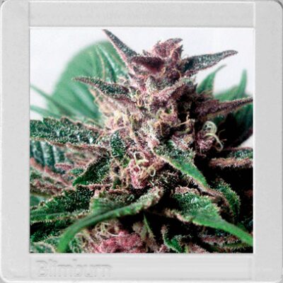 Grizzly Purple Auto - Alchimia