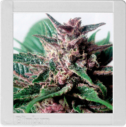 Grizzly Purple Auto - Alchimia
