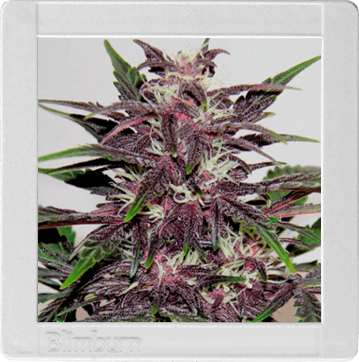 Grizzly Purple Kush - Alchimia