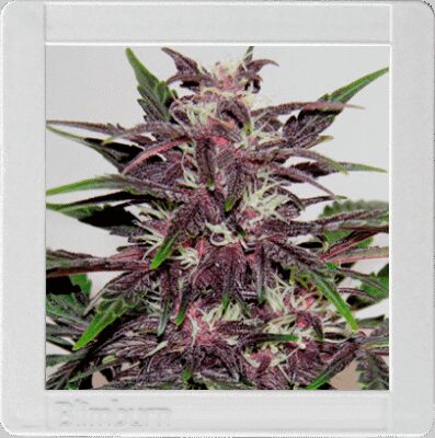 Grizzly Purple Kush - Alchimia