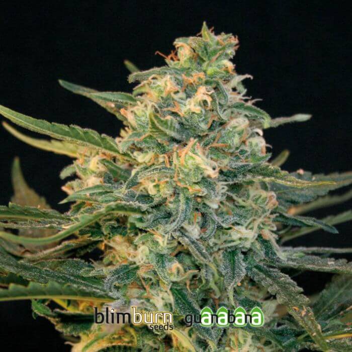 Guanabana - Alchimia