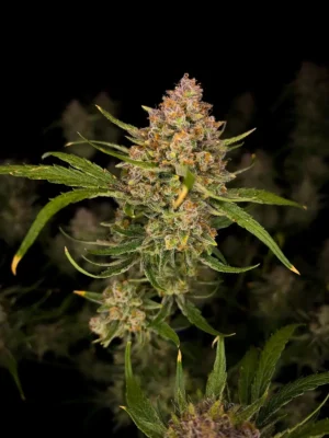 Guava Auto - Alchimia