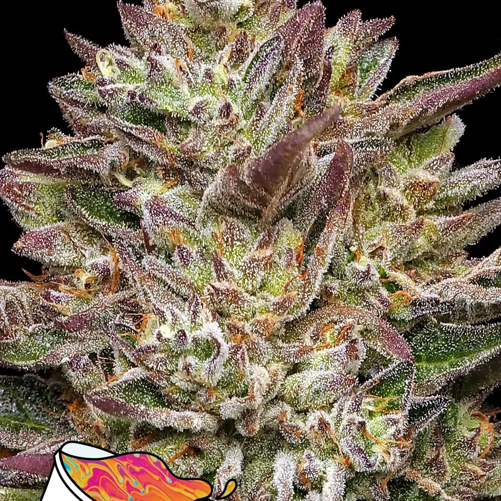 Guzzlerz - Alchimia