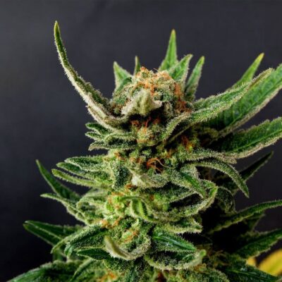 Gypsy Kush / Faraona - Alchimia
