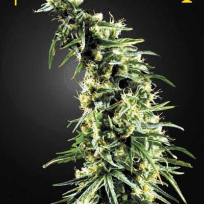 Hawaiian Snow - Alchimia