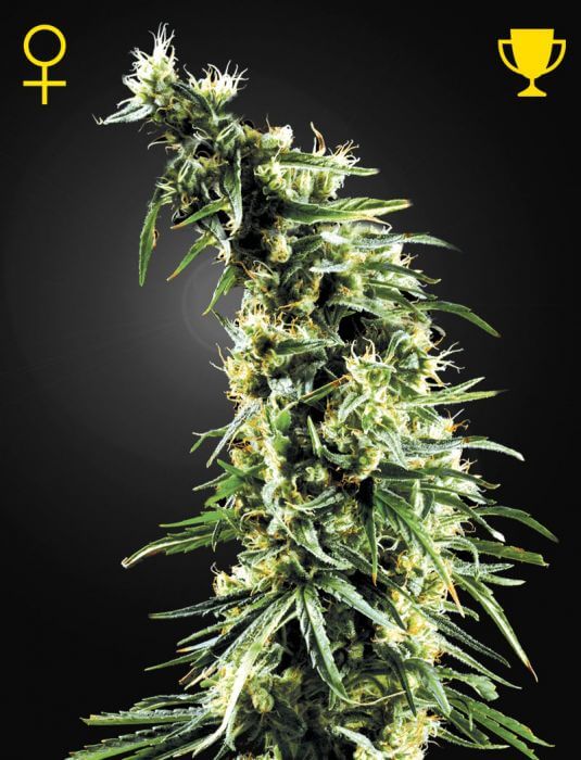 Hawaiian Snow - Alchimia