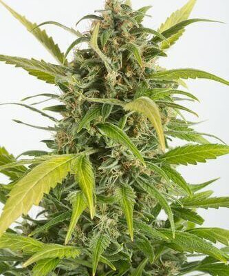 Haze Auto CBD - Alchimia