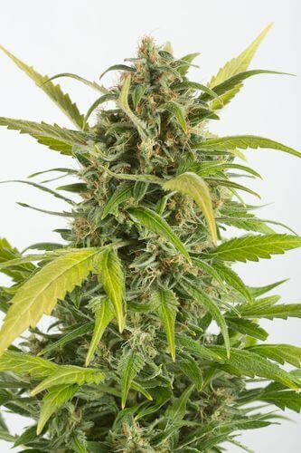 Haze Auto CBD - Alchimia