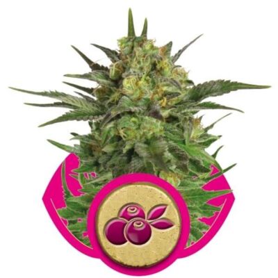 Haze Berry - Alchimia