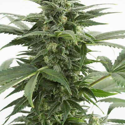 Haze XXL Auto - Alchimia