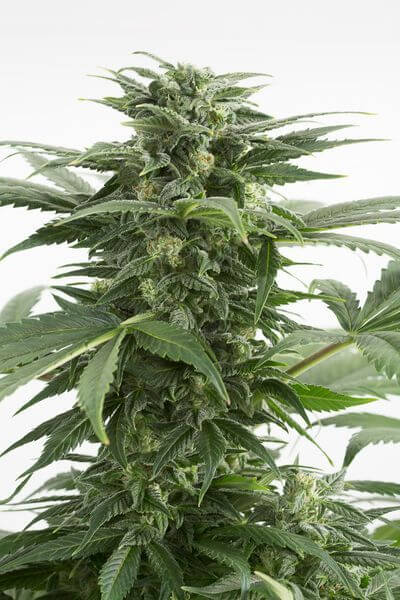 Haze XXL Auto - Alchimia