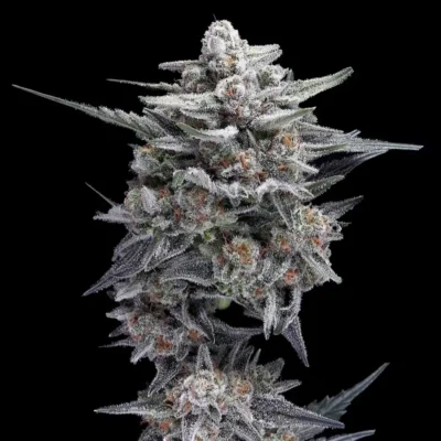 HG23 AKA Michael Jordan - Alchimia
