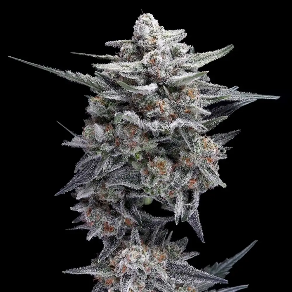 HG23 AKA Michael Jordan - Alchimia