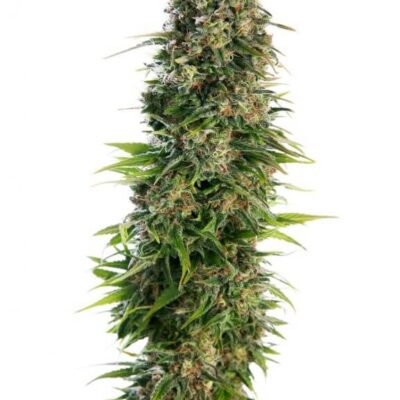 Hindu Kush Auto - Alchimia