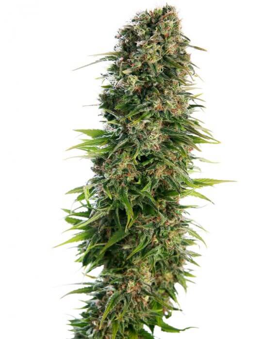 Hindu Kush Auto - Alchimia