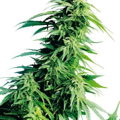 Hindu Kush - Regular - Alchimia