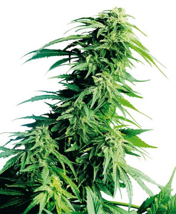 Hindu Kush - Regular - Alchimia