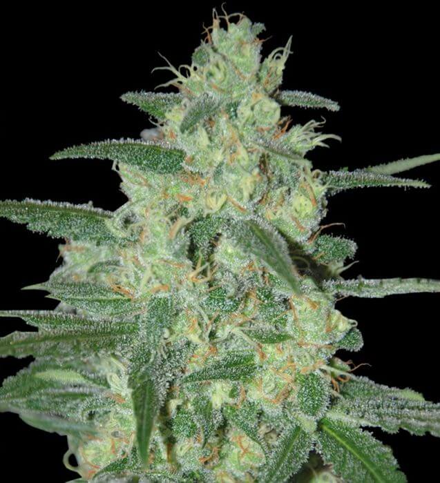 Holy Grail 69 - Alchimia