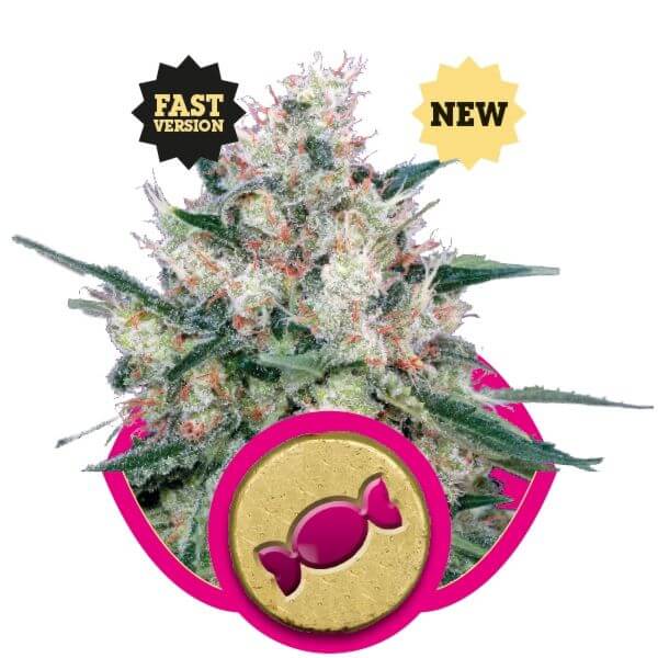 Honey Cream Fast Flowering - Alchimia