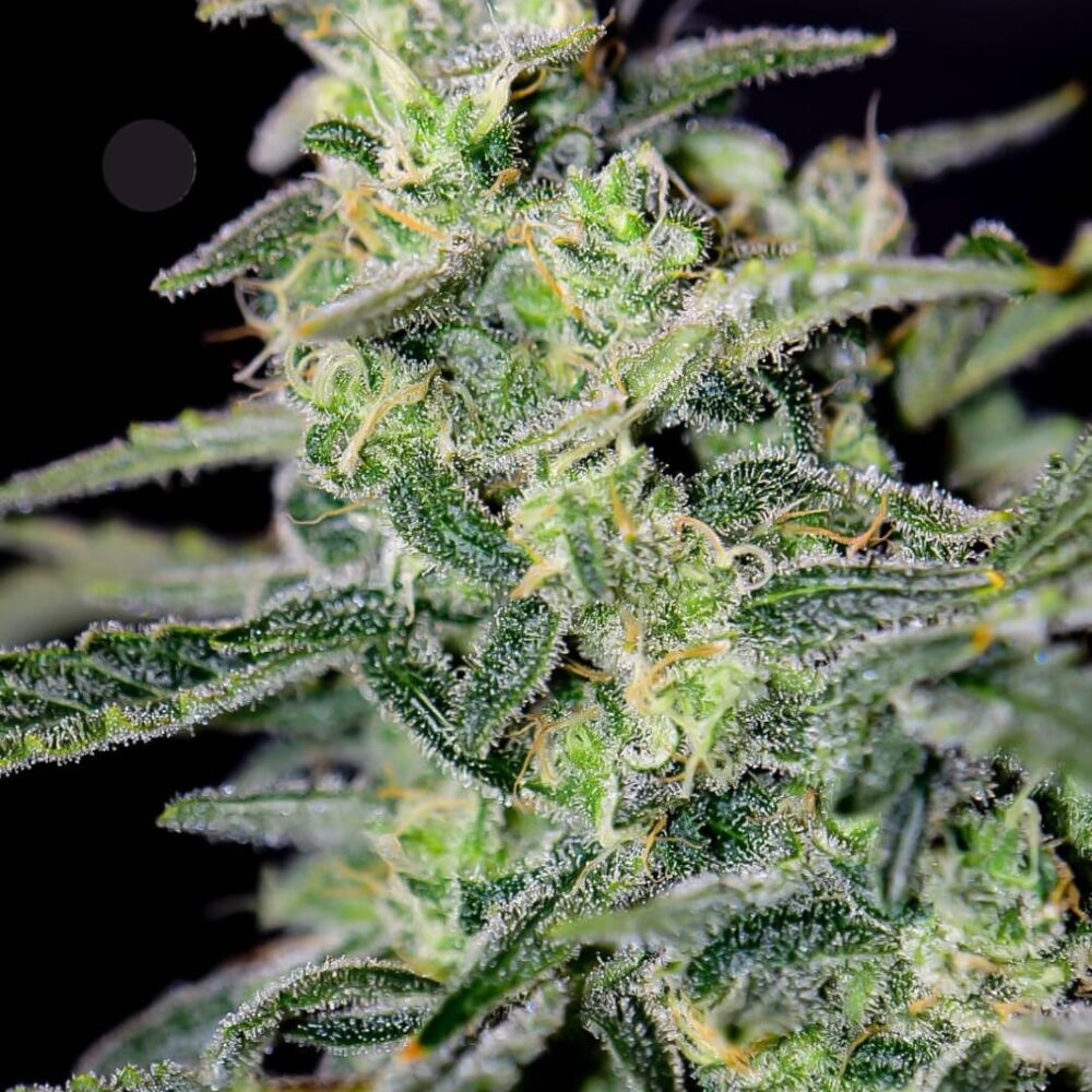 HubbaBubbaHaze Auto - Alchimia