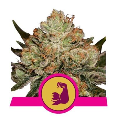 Hulkberry - Alchimia
