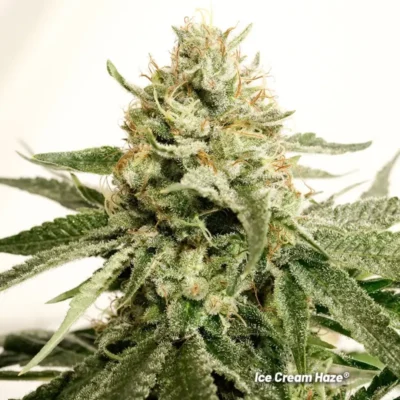 Ice Cream Haze - Alchimia