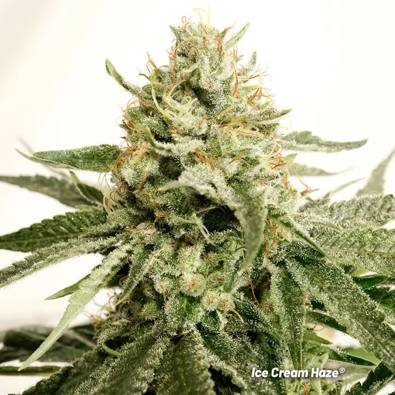 Ice Cream Haze - Alchimia