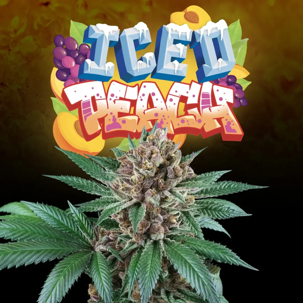 Iced Peach  3 Free Fem - Alchimia
