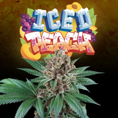 Iced Peach  3 Free Fem - Alchimia