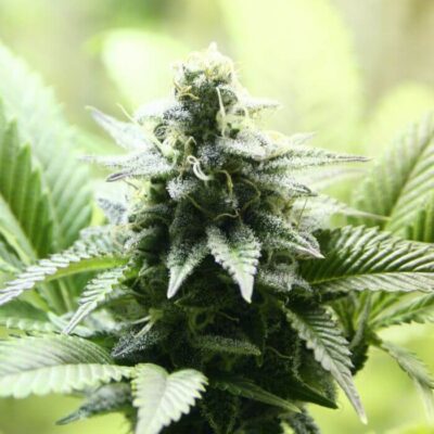 Indica Cream Karamelo - Alchimia