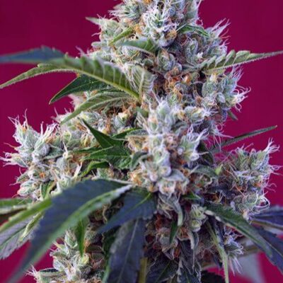 Indigo Berry Kush - Alchimia