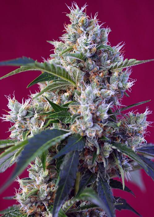 Indigo Berry Kush - Alchimia