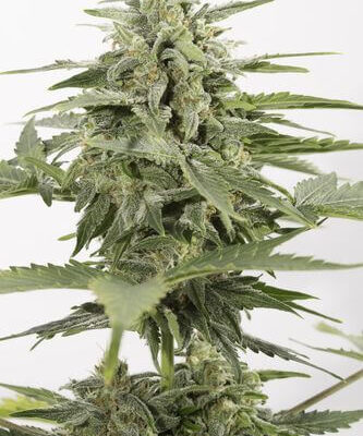 Industrial Plant Auto CBD - Alchimia
