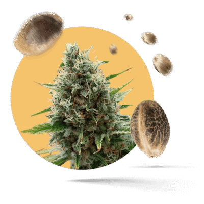 Insanity OG Samen - Feminisiert - HHC-VAPES.COM©