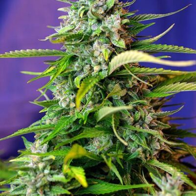 Jack 47 Auto - Alchimia