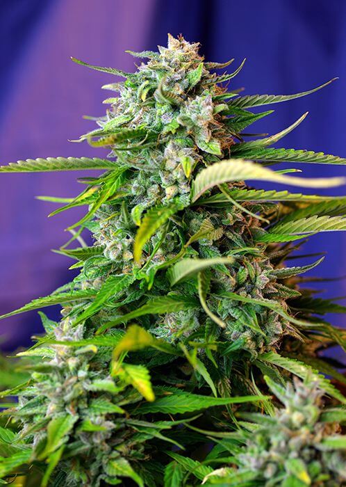 Jack 47 Auto - Alchimia