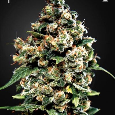 Jack Herer - Alchimia