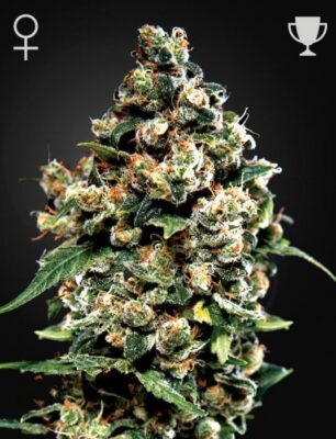 Jack Herer - Alchimia