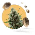 Jack Herer Samen - Autoflower