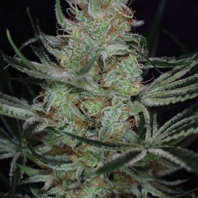 Jack the Ripper - Alchimia