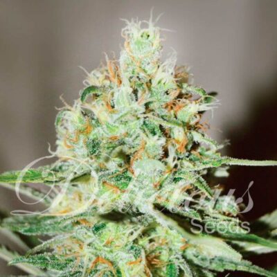 Jägg Kush - Alchimia