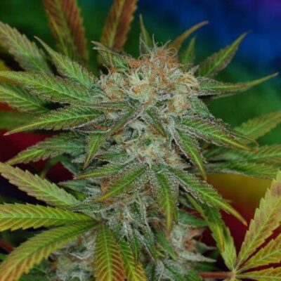 Jillybean F2 - Alchimia